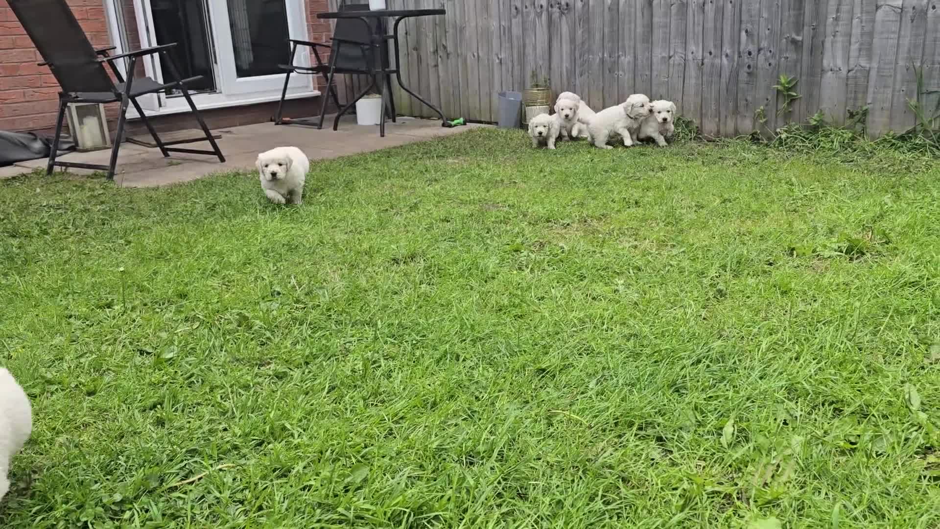 Golden Retriever dogs for sale: Golden Retriever Puppies  - Video 1