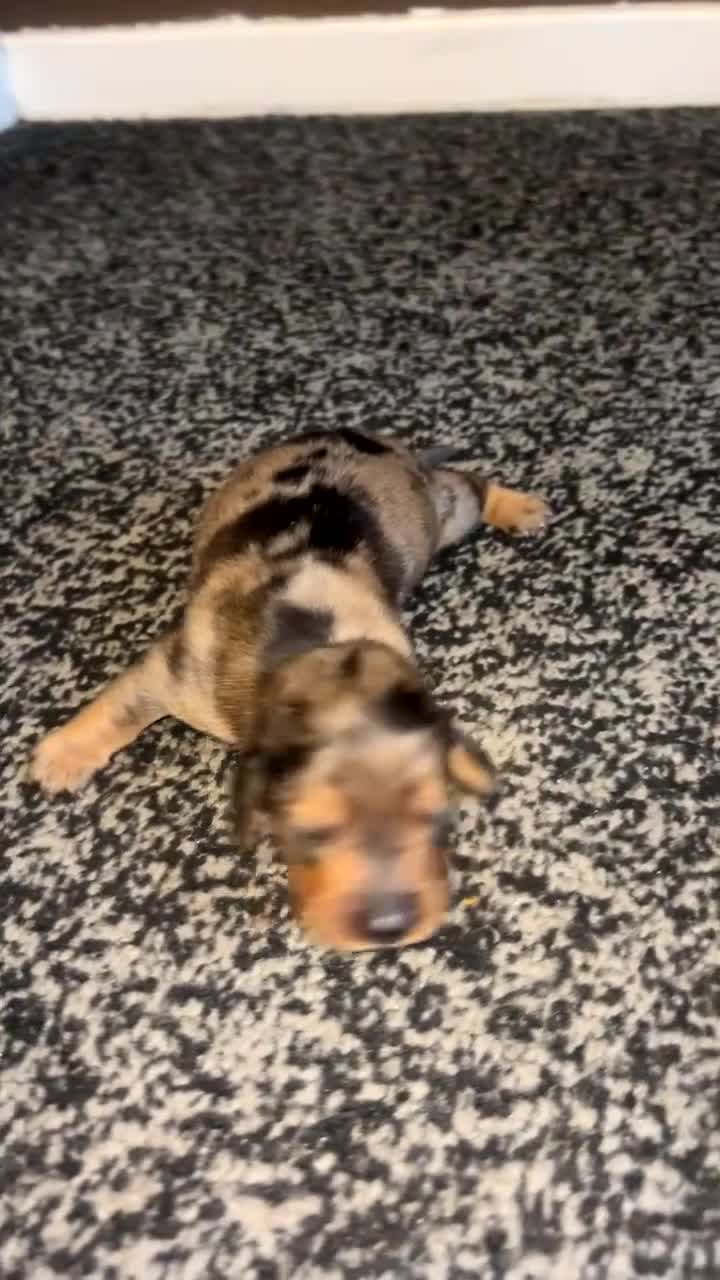 Dachshund dogs for sale: Dachshund puppies - Video 1