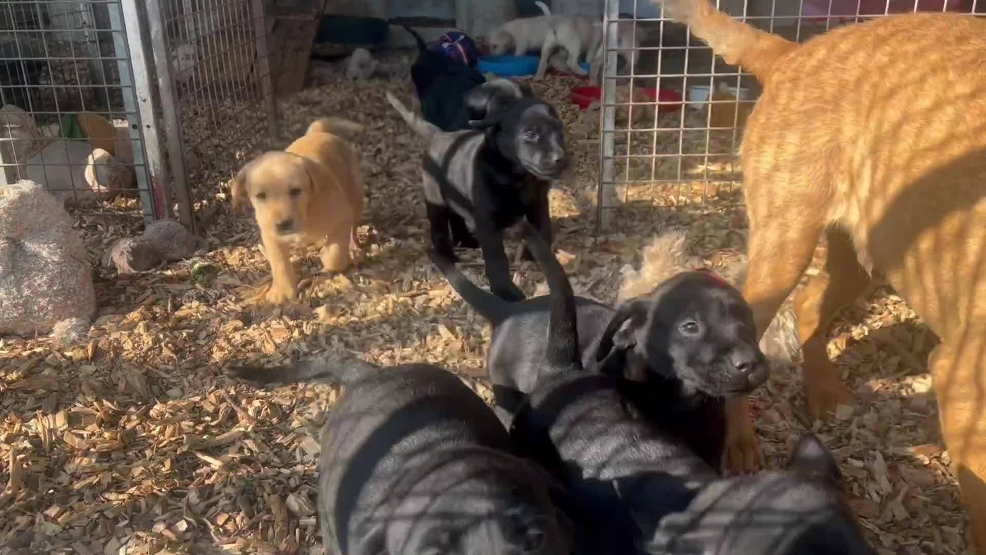 Labrador Retriever dogs for sale: Labrador Pups Chunky traditional type 1 girl left in Barrow-upon-Humber - Video 5