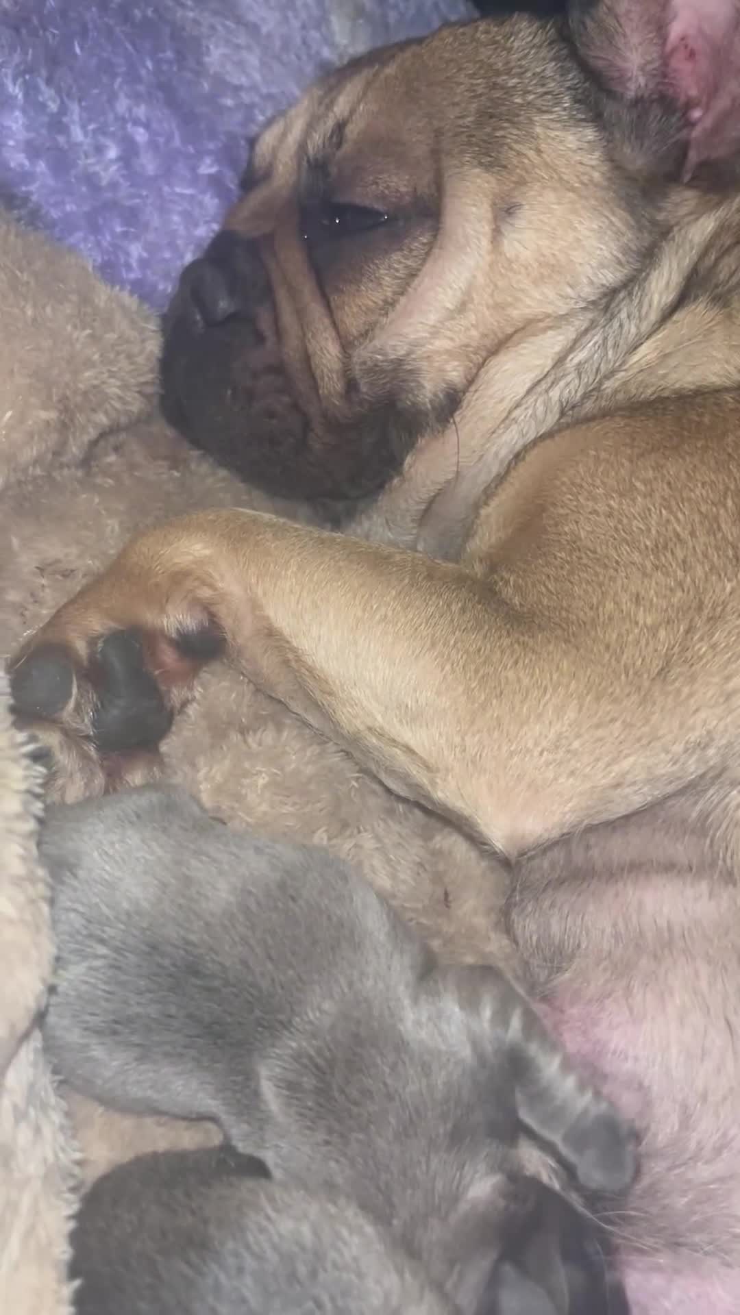 French Bulldog dogs for sale: French bulldog pup - Video 1