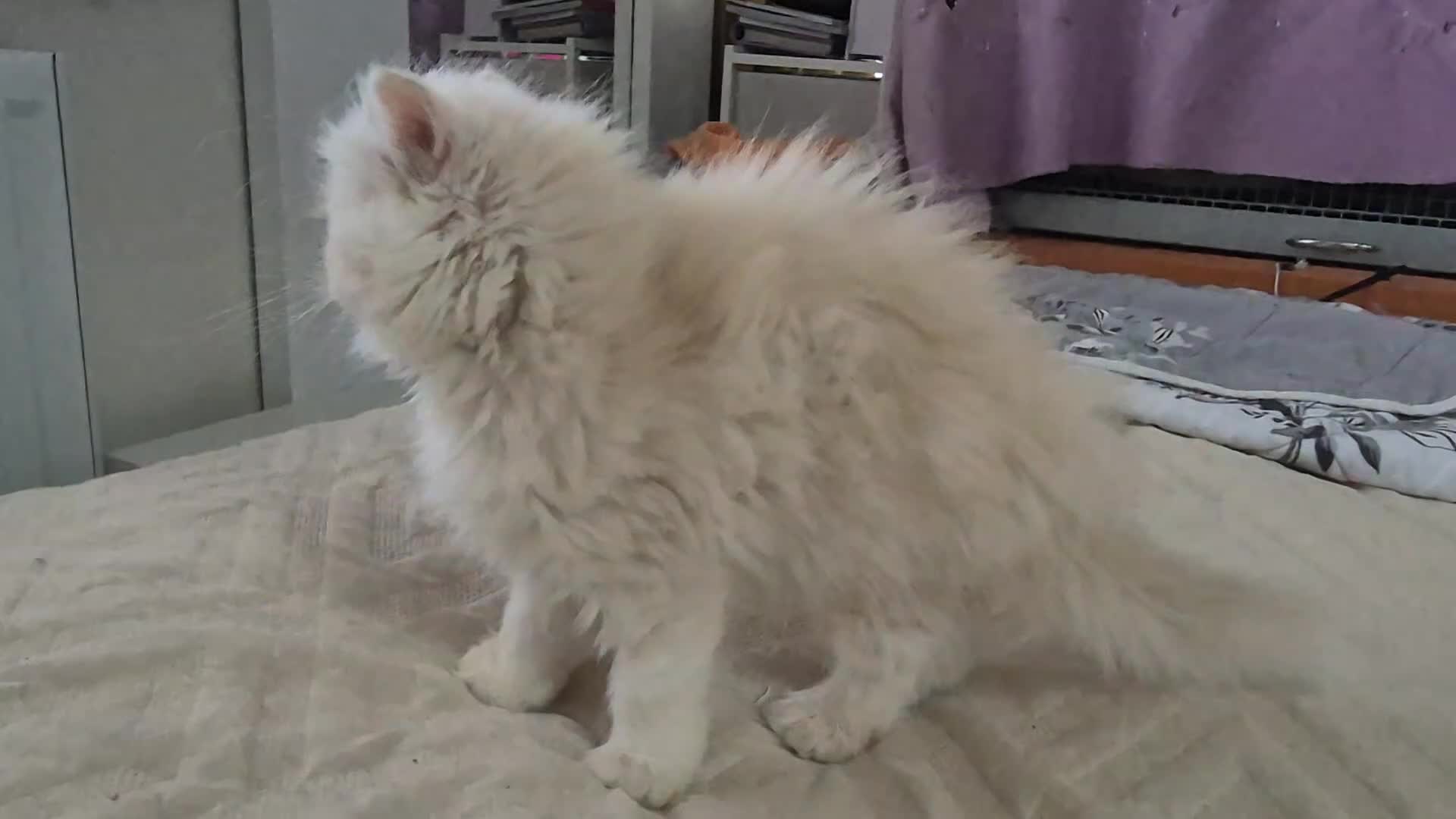 Persian cats for sale: Adorable Female Chinchilla Persian - ready now - Video 1