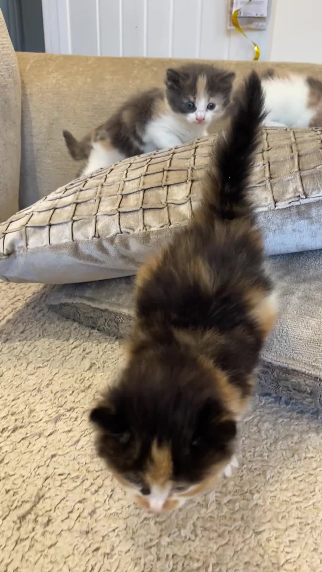 Mixed Breed cats for sale: 4 beautiful calico girls. 3 rare dilute calicos - Video 2