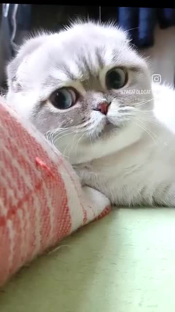Scottish Fold cats for stud: Meet George 💙 - Video 1