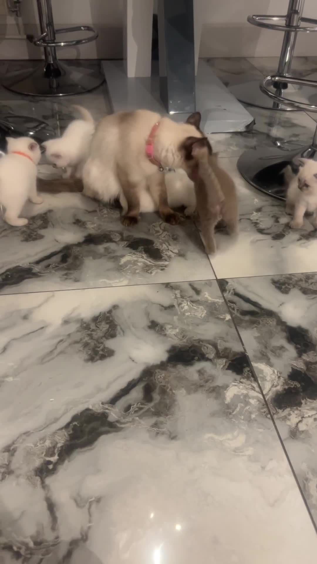Ragdoll cats for sale: Ragdoll - Video 1