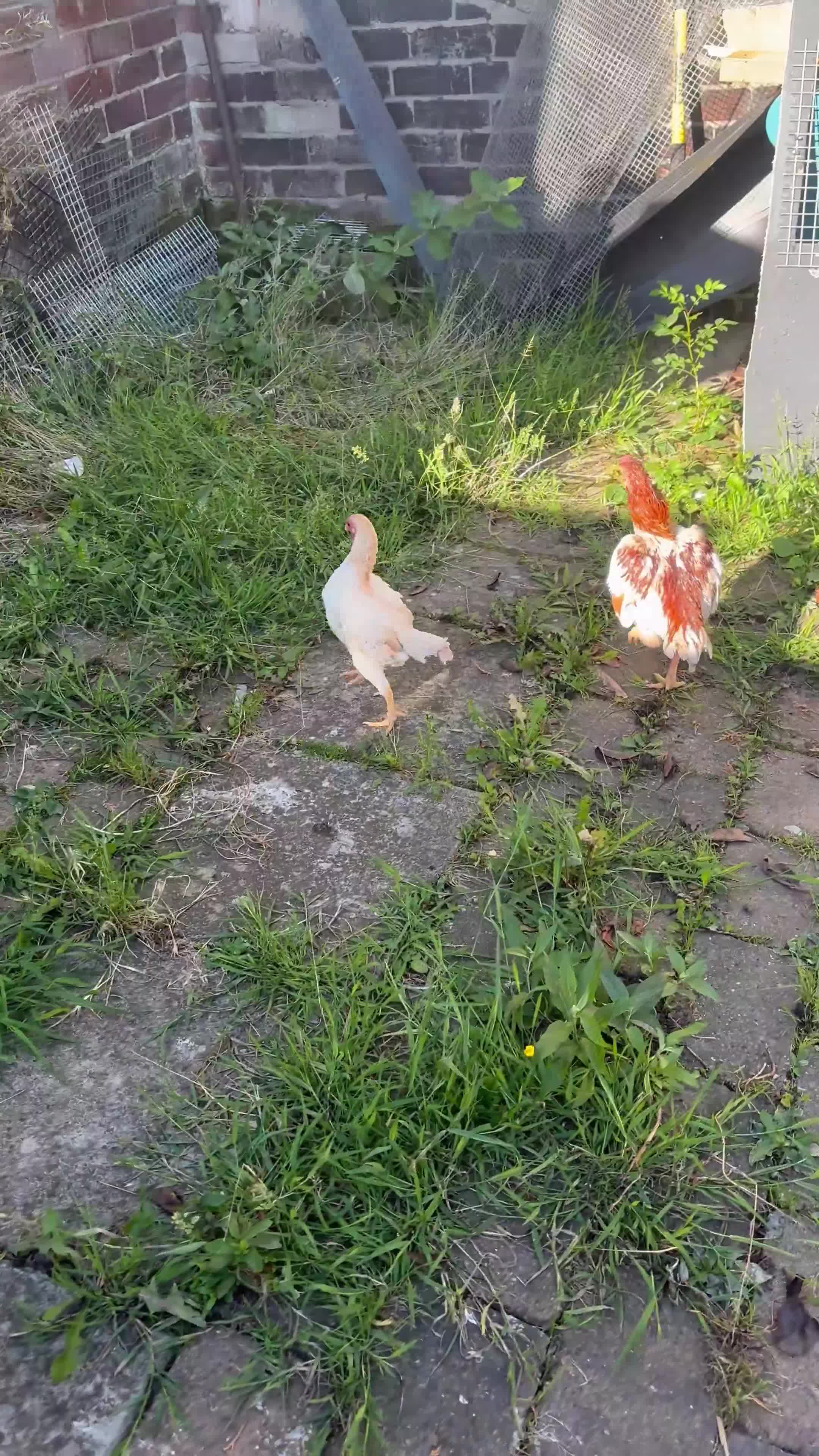 Canaries birds for sale: Ko shamo for sale  - Video 1