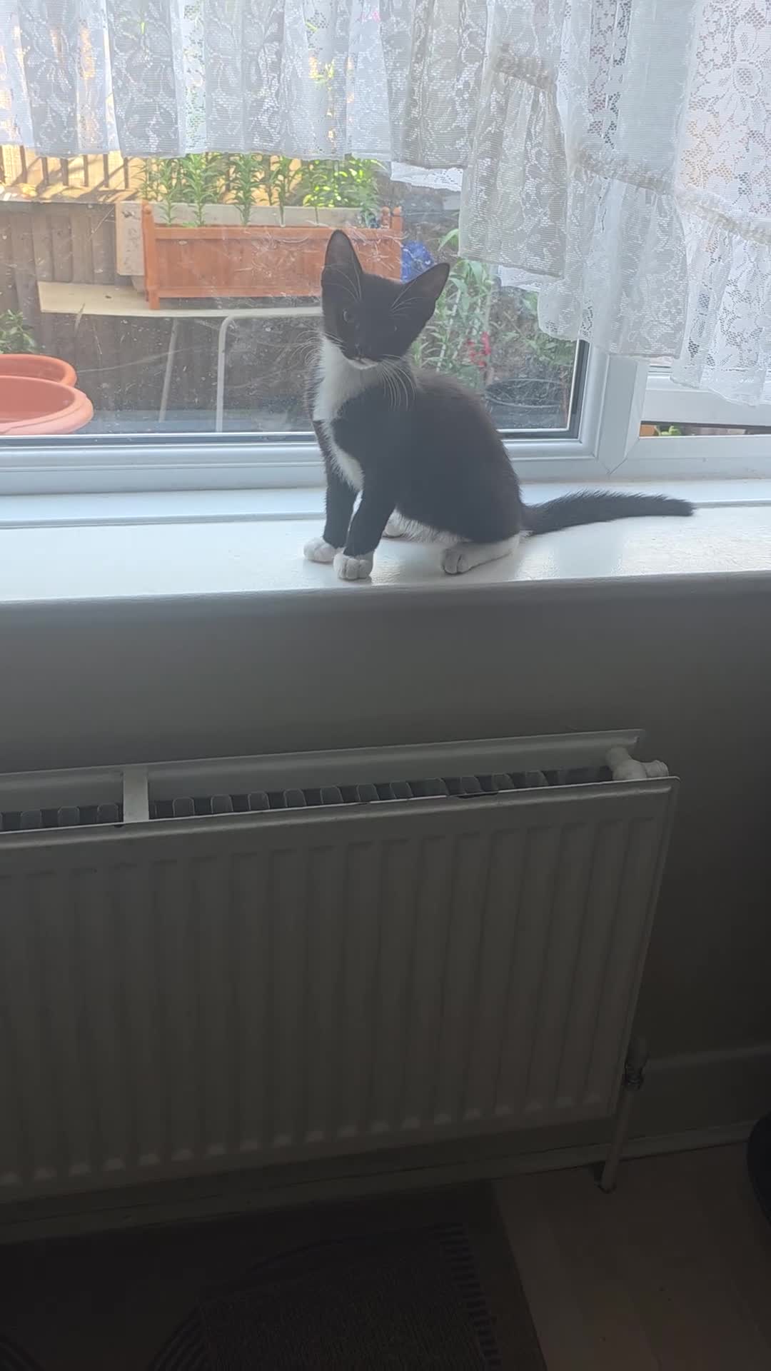Mixed Breed cats for sale: Kittens for sale - Video 1