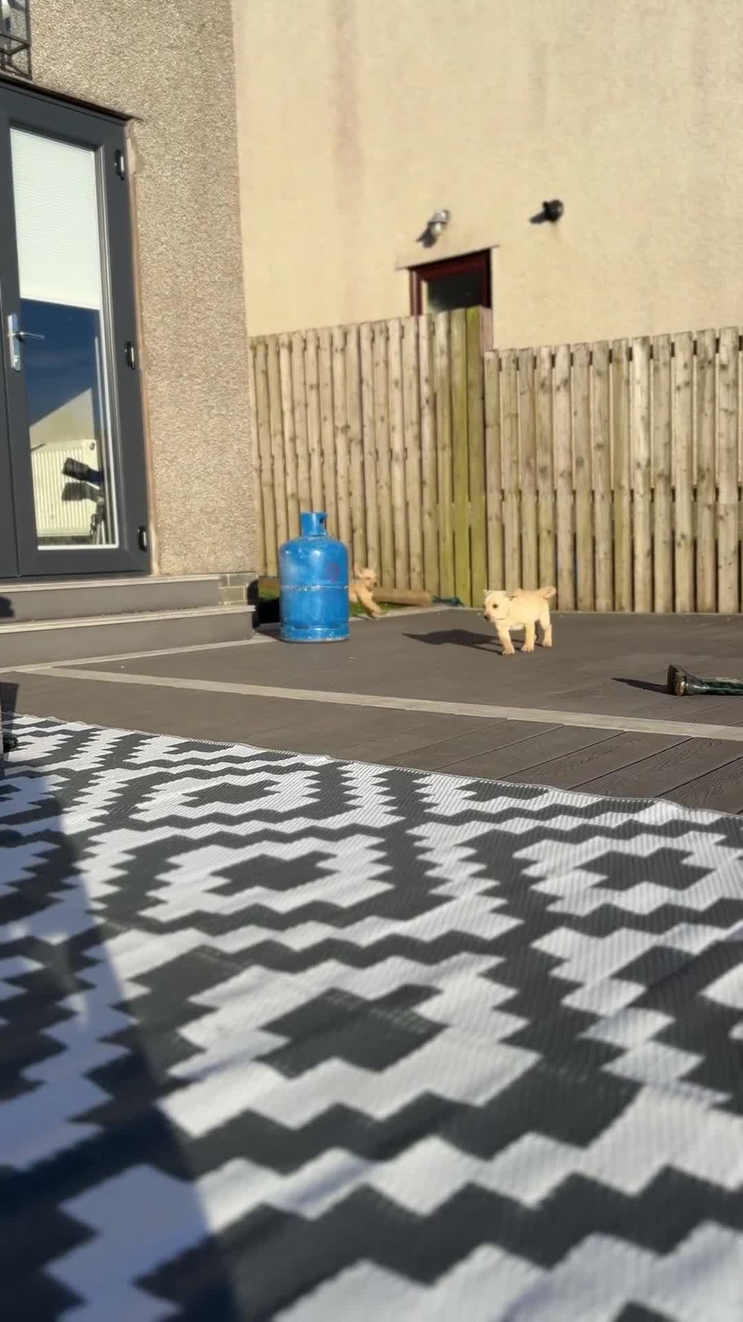 Labrador Retriever dogs for sale: Labrador Retriever's 9 weeks old - Video 1