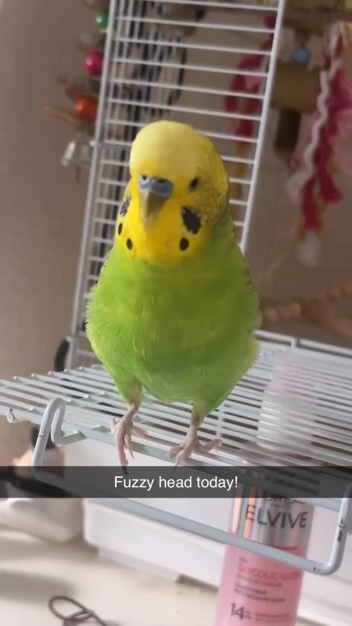 Budgerigars birds for sale: Friendly Male Budgie for sale - Video 1