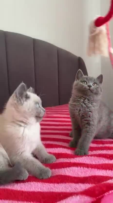 British Shorthair cats for sale: Two gorgeous BSH little ladies available now.  - Video 1