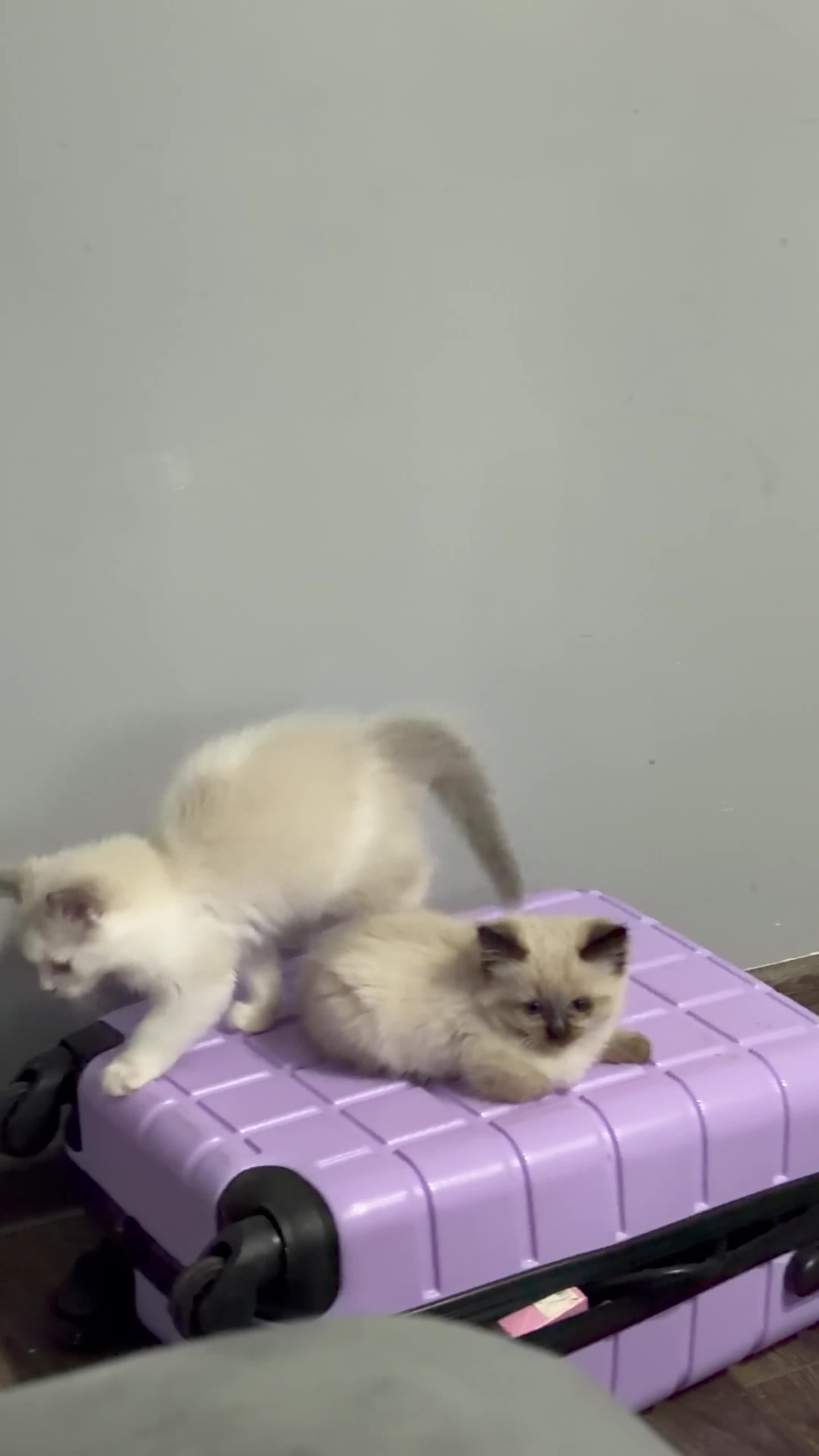 Ragdoll cats for sale: Ragdolls for sell in Scunthorpe - Video 1