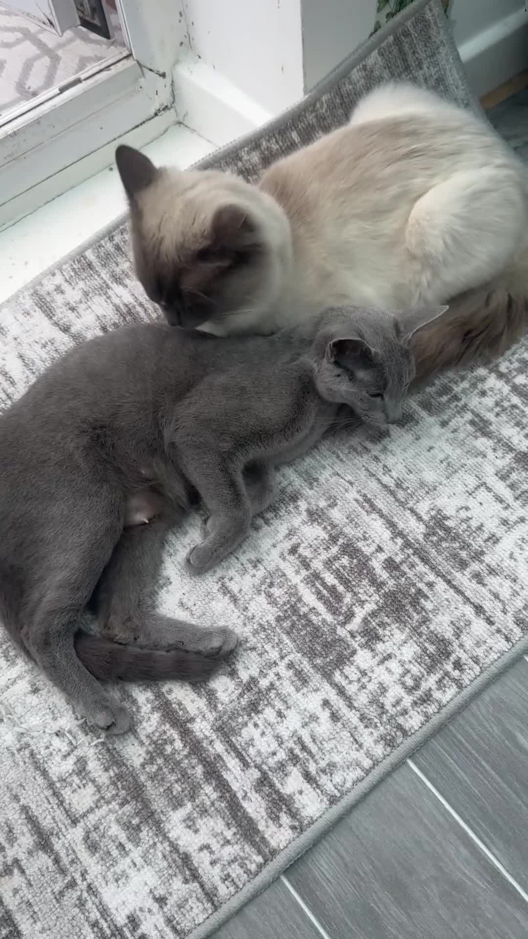Mixed Breed cats for sale: Ragdoll cross Russian blue kittens in Barnet - Video 2