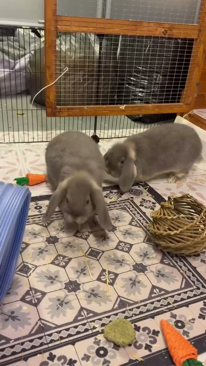 Mini Lop rabbits for sale: 2 Mini Lops for Sale  in Sheffield - Video 2
