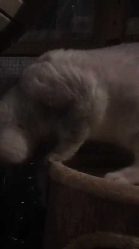 British Shorthair cats for sale: Chocolate spotted very rare kittens 🐱  - Video 1