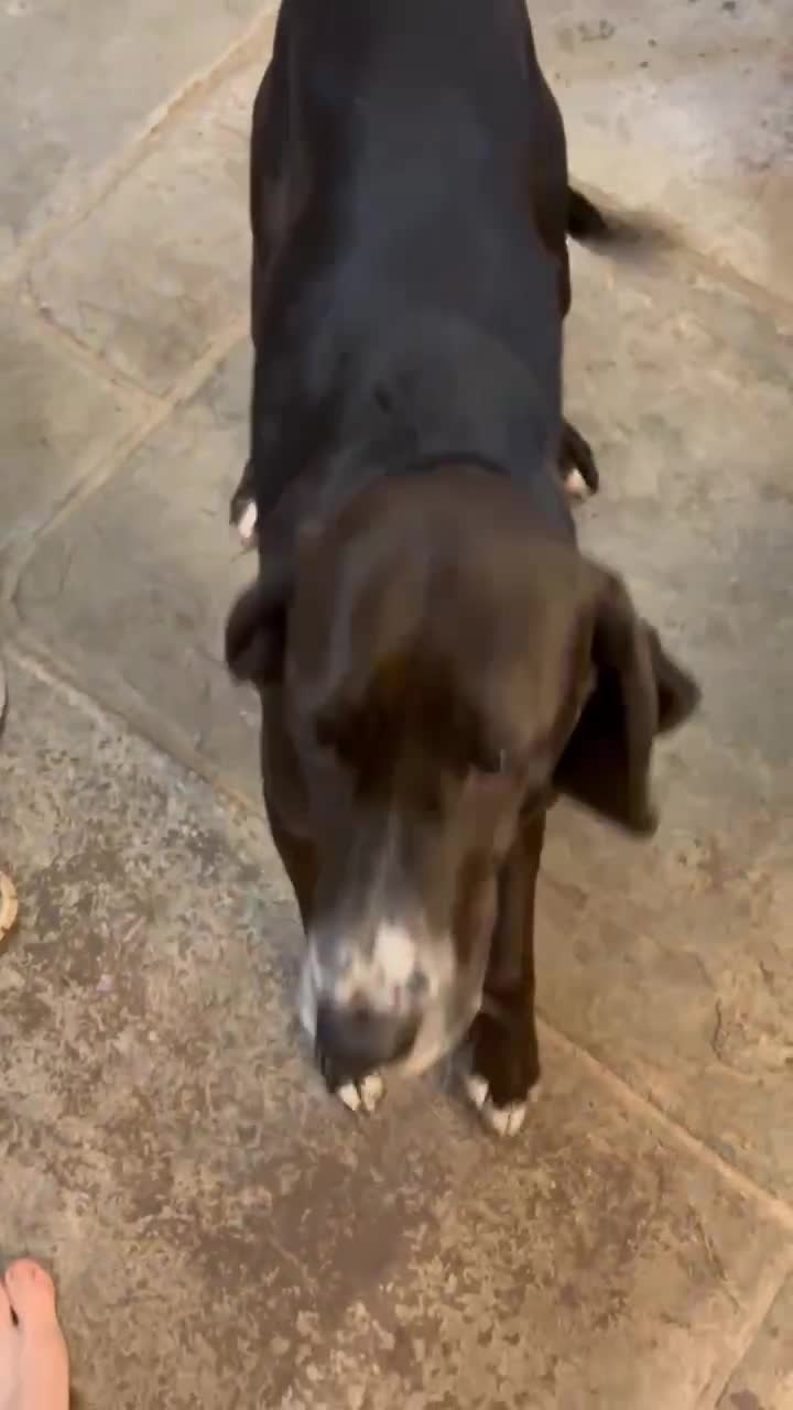 Pointer dogs for adoption: Lily is looking for a perfect home  - Video 1