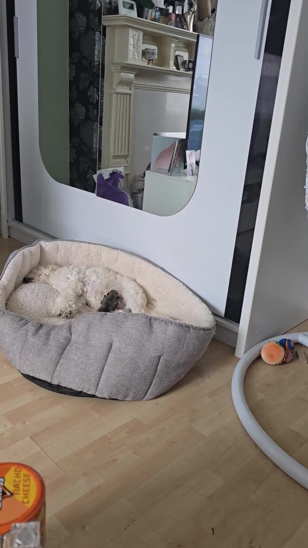 Mixed Breed dogs for sale: One unique hybrid puppy  - Video 1