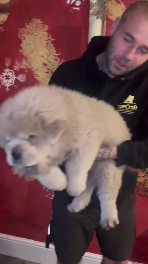Chow Chow dogs for sale: Black smooth chow chow girl  - Video 2