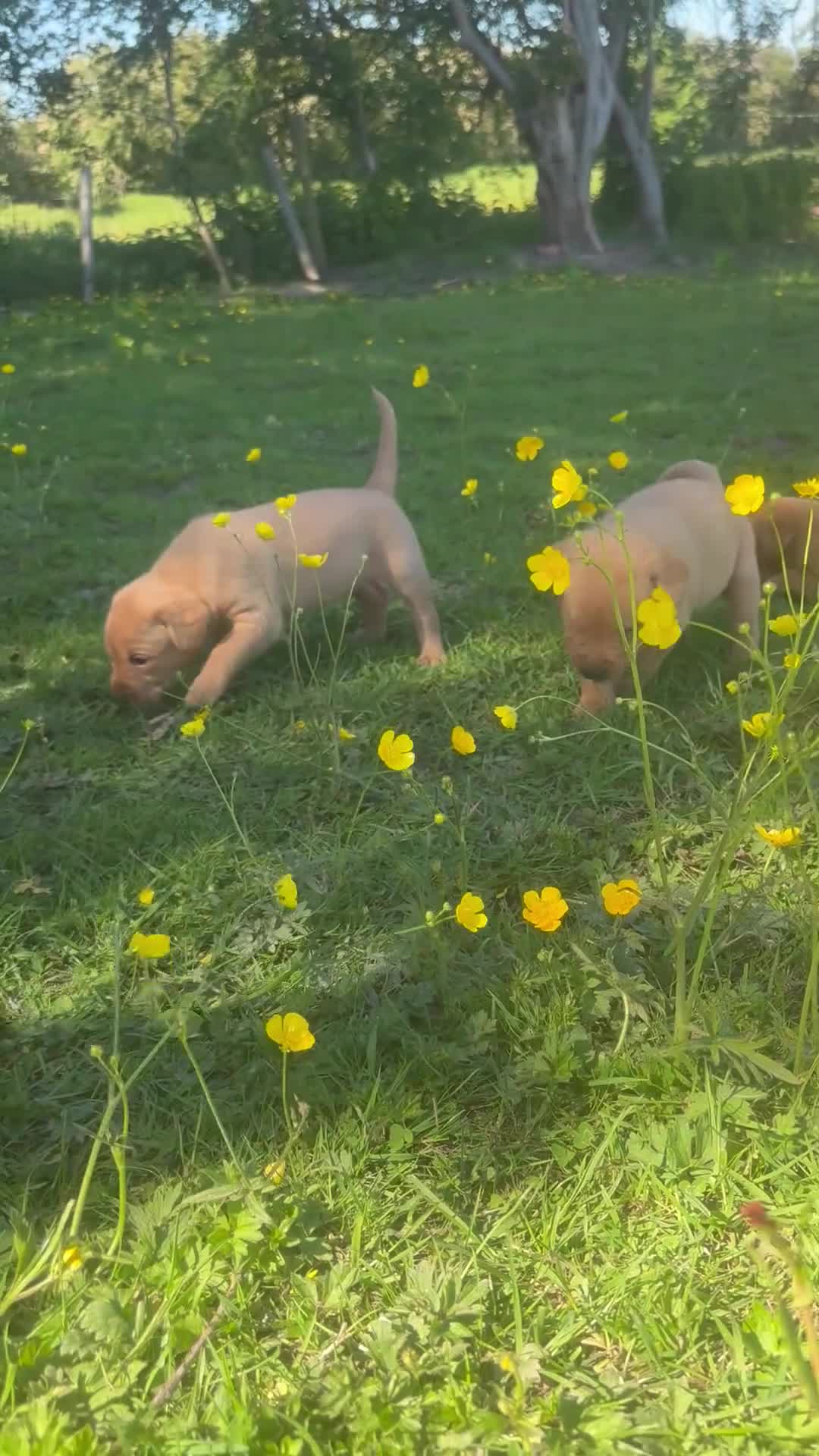 Labrador Retriever dogs for sale: Ready to Leave - Labrador puppies  in Leeds - Video 2