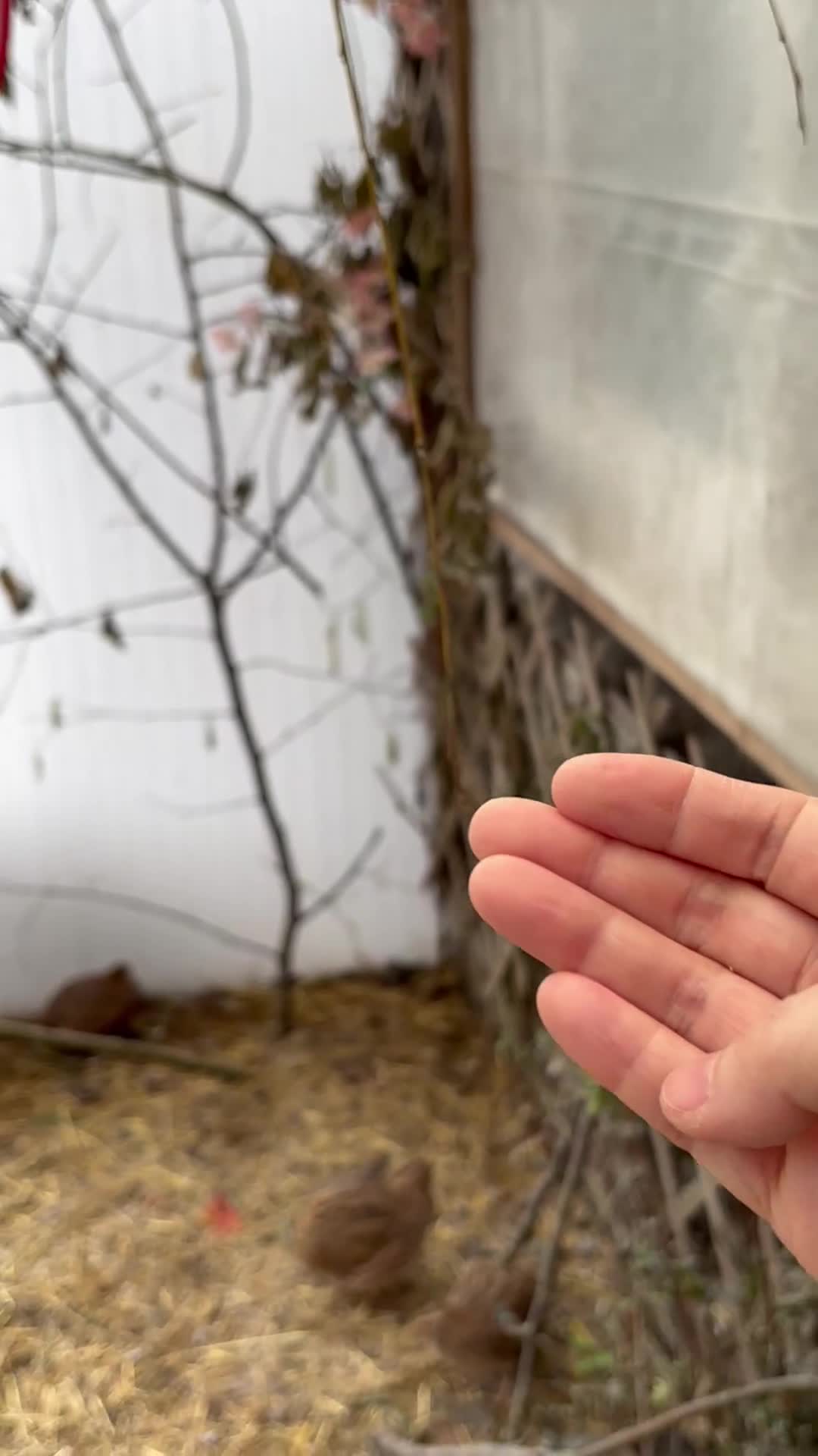 Budgerigars birds for sale: Beautiful Budgies for Sale - Video 1