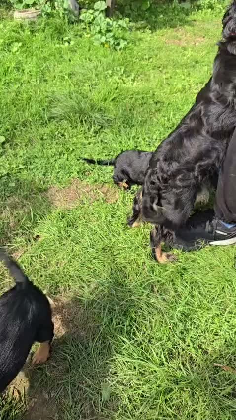 Cocker Spaniel dogs for sale: Show Cocker Spaniel Puppies Ready Now Homebred - Video 1