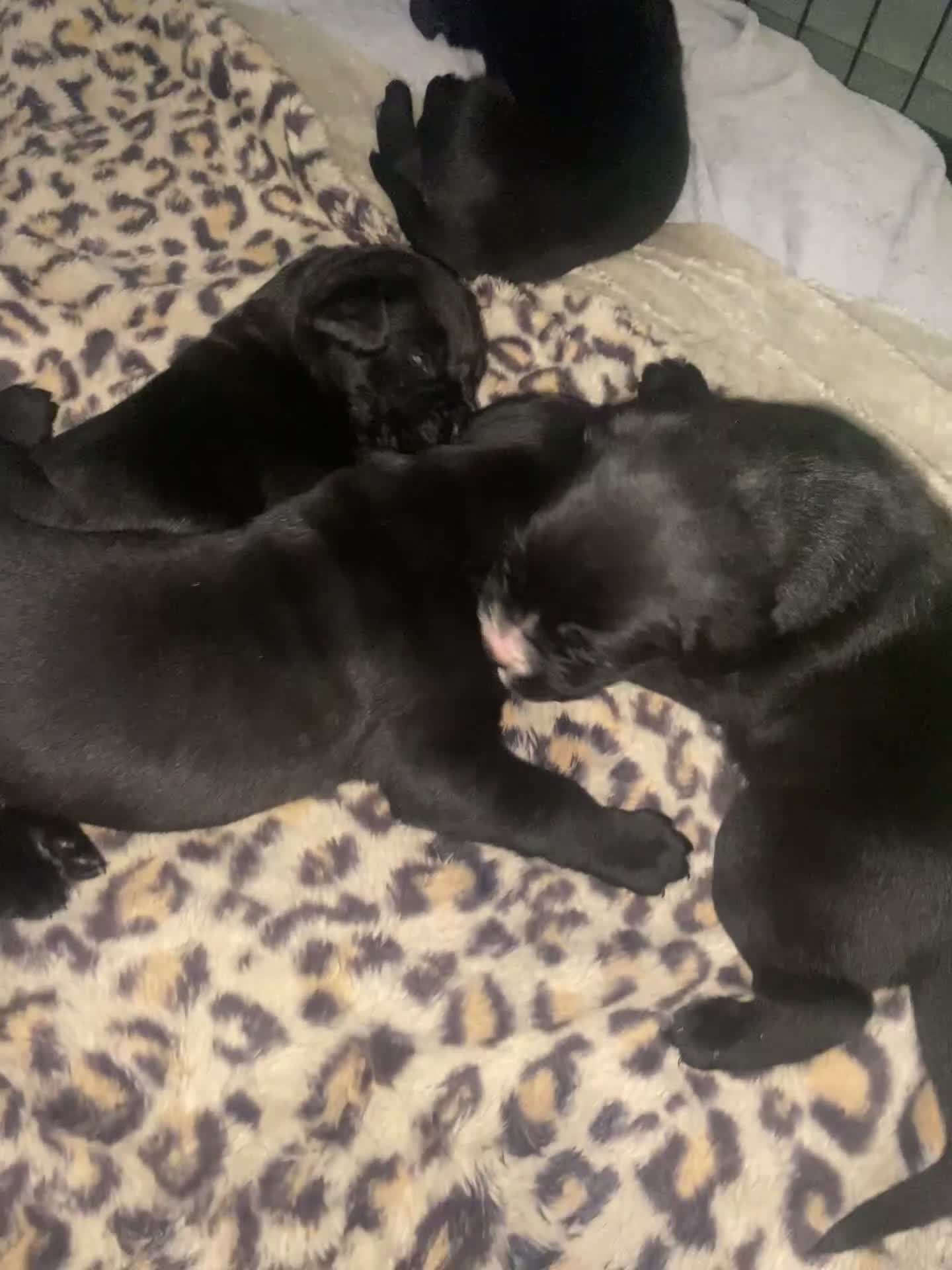 Cane Corso dogs for sale: 2 big cane Corso girls left ! Ready to go now  - Video 1