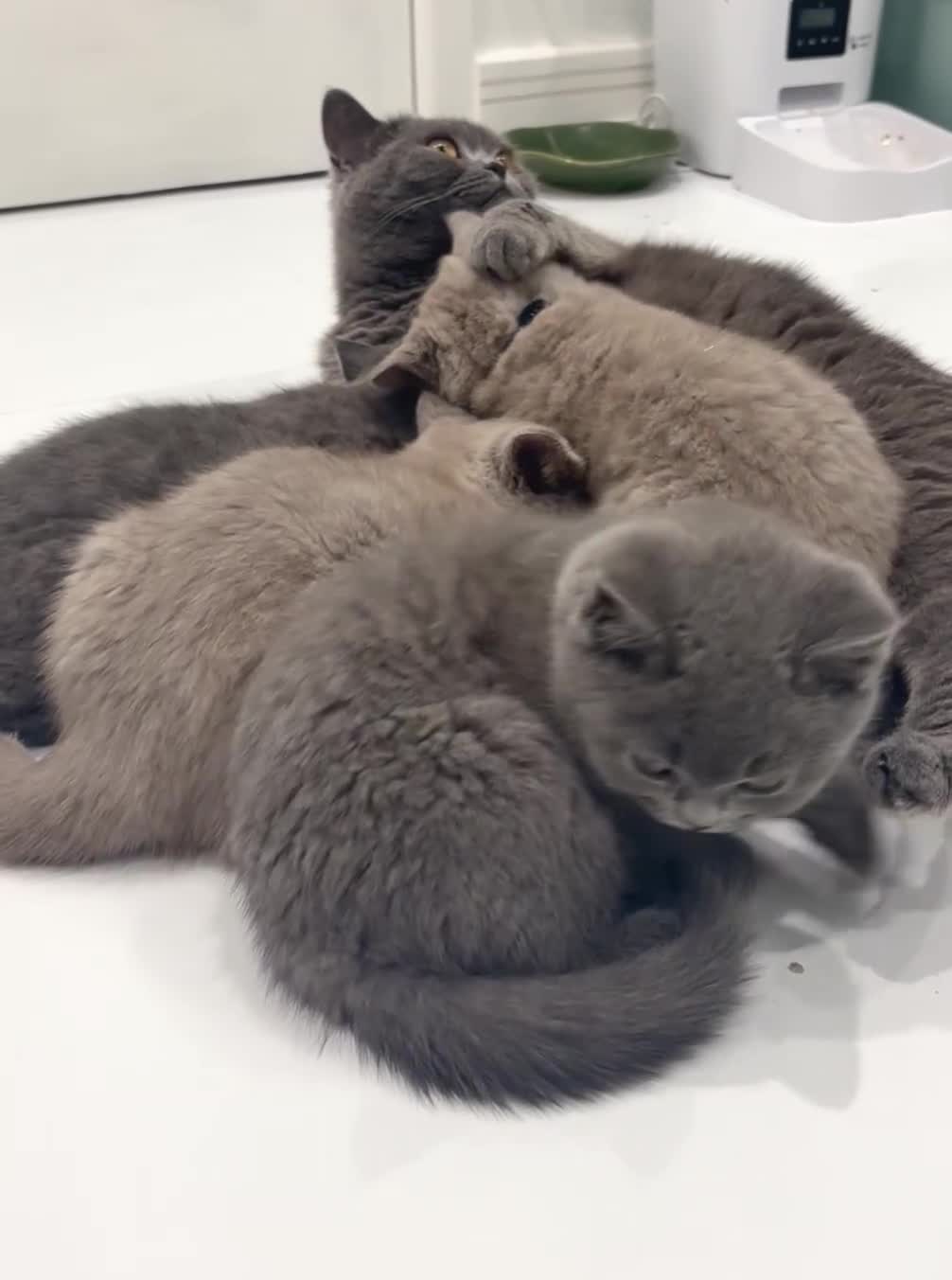 British Shorthair cats for sale: PEDIGREE BLUE BSH KITTEN AVAILABLE NOW!  - Video 1