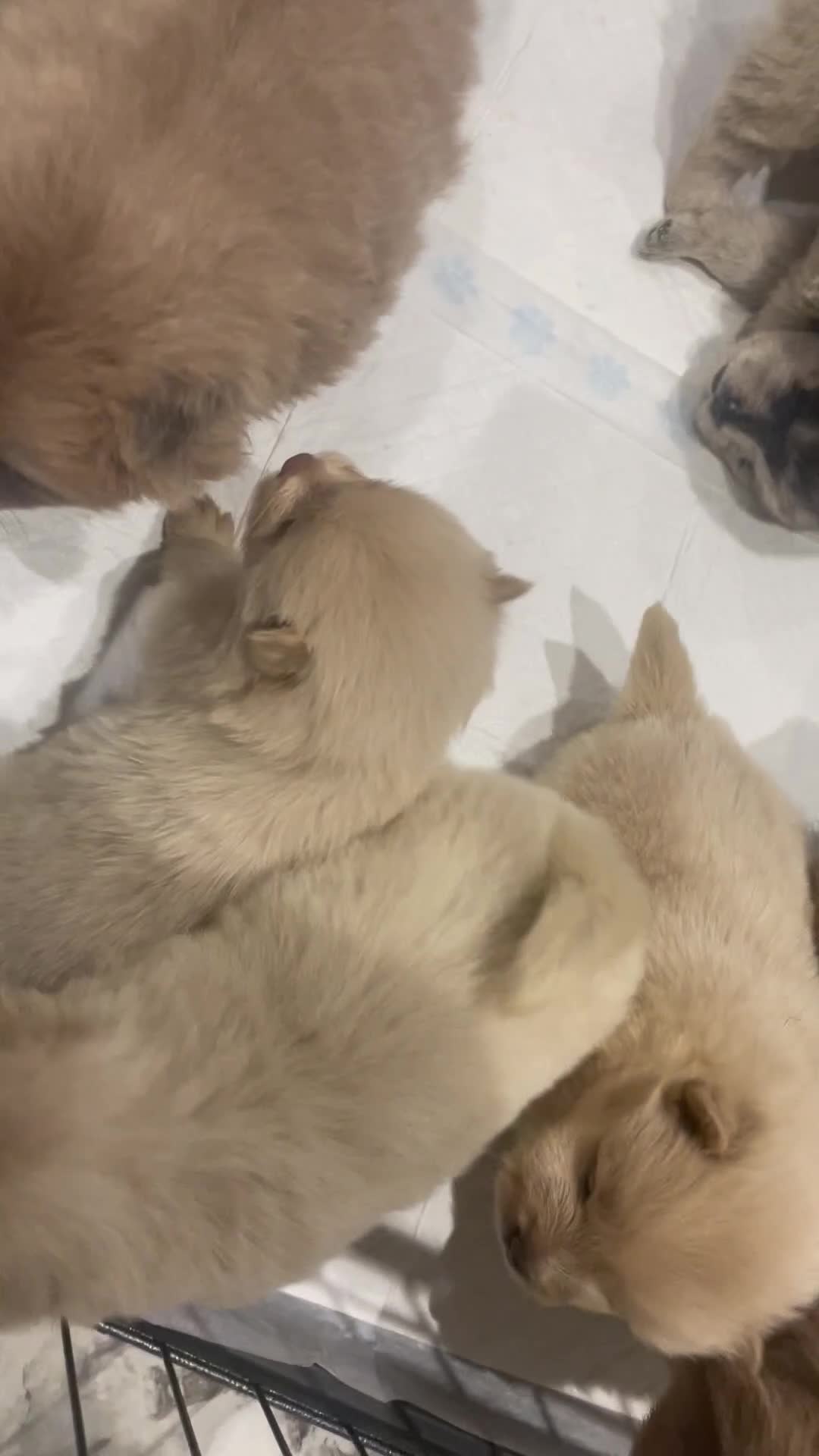 Chow Chow dogs for sale: Chow chow pups - Video 1