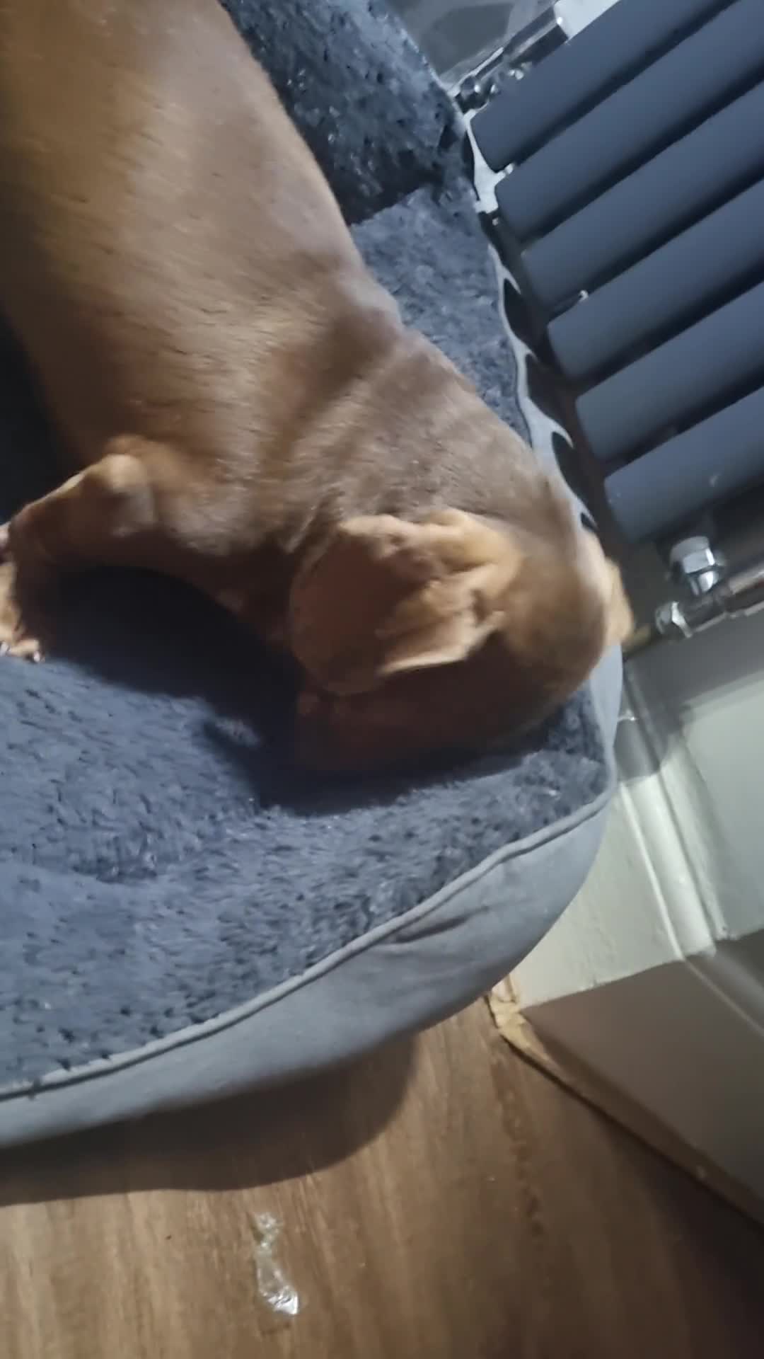 Miniature Dachshund dogs for sale: Chocolate  and tan mini dachshund  - Video 1