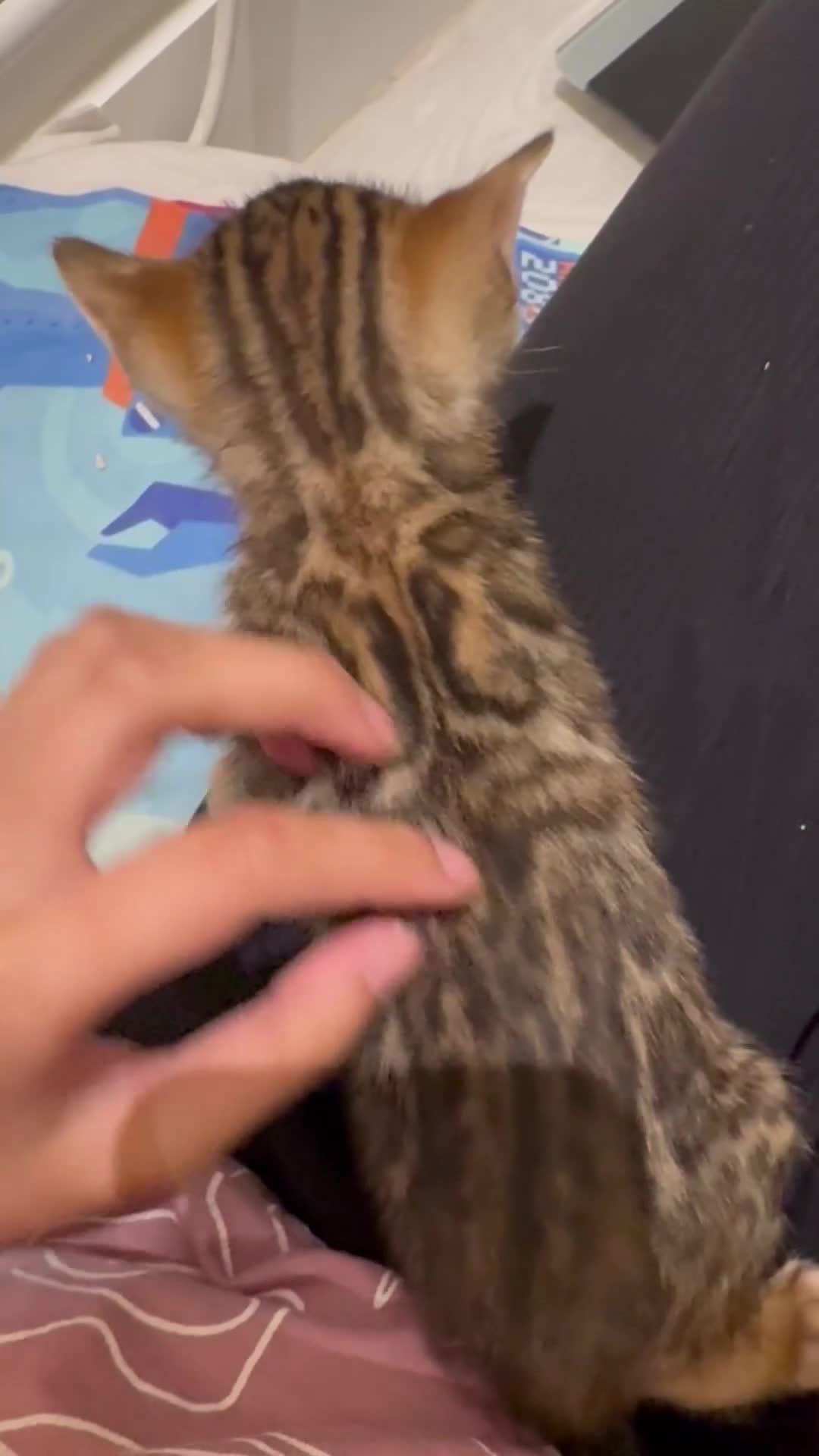 Bengal cats for sale: 💕 Pedigree Rosetted bengal kittens 💕 - Video 1