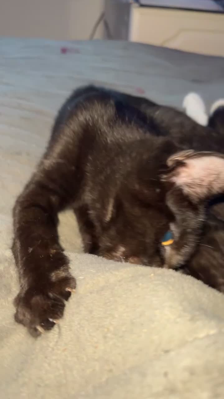 Bombay cats for sale: Black beauties🧡 - Video 3