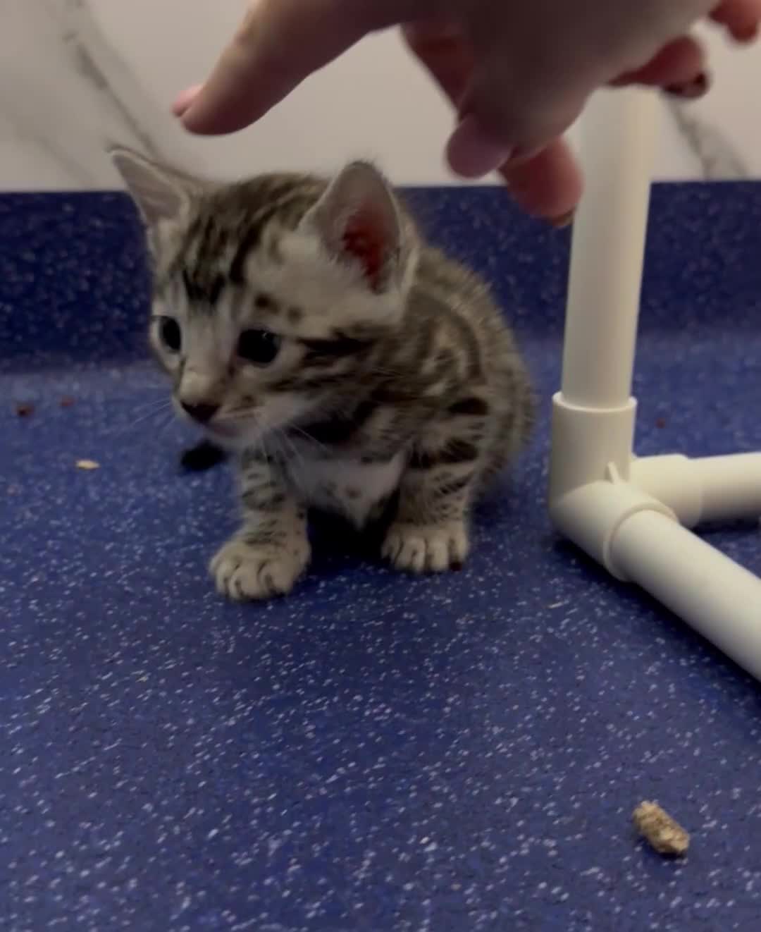 Bengal cats for sale: TICA registered health tested show quality bengals - Video 1