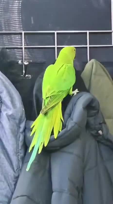 Conures birds for sale: Young Green Ringneck Parrots, Lovebirds & Budgies - Video 1