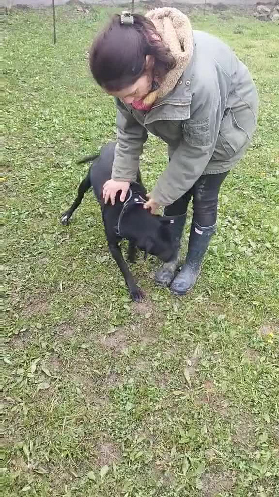 Pointer dogs for adoption: Donna – Beautiful English Pointer Cross - Video 3