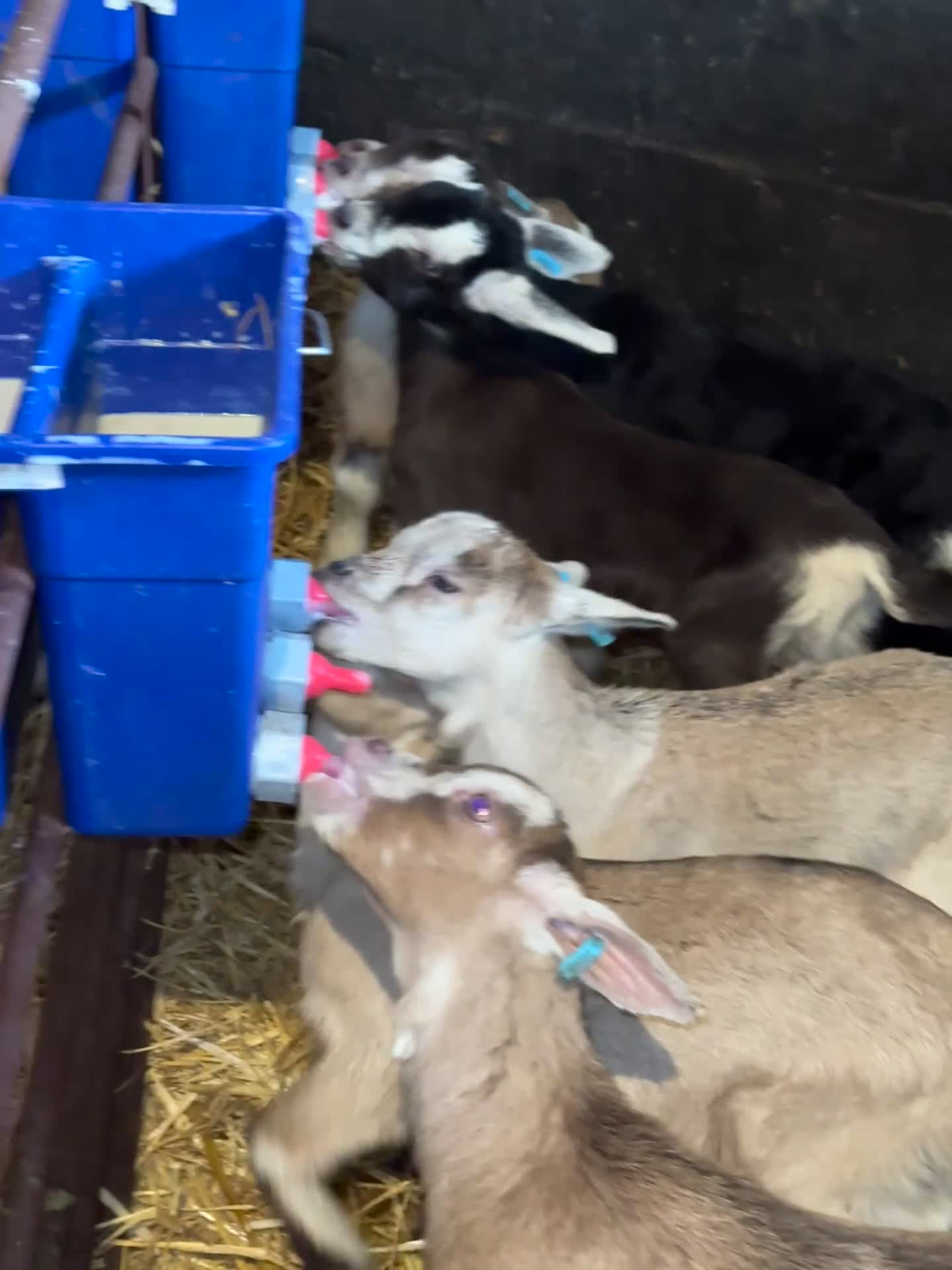 Goats livestock for sale: Kid wethers - Banded  in Pontypool - Video 1
