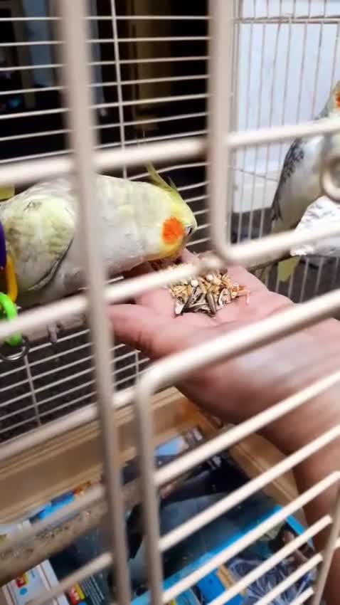 Cockatiels birds for sale: cockatiels  - Video 2