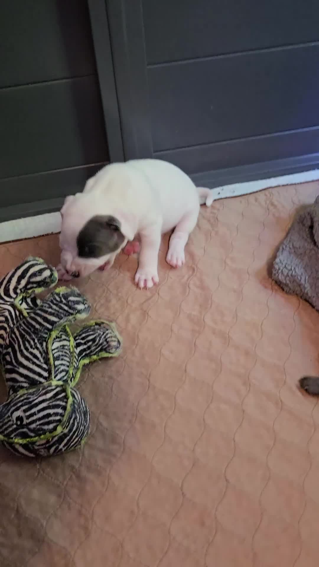 Staffordshire Bull Terrier dogs for sale: VERY RARE TOP QUALITY WHITE BLUE PIED STAFFORD BOY - Video 1