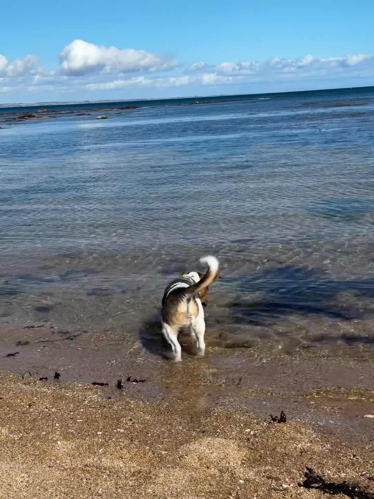 Jack Russell dogs for sale: Jack Russell Terrier boy looking for new home - Video 4