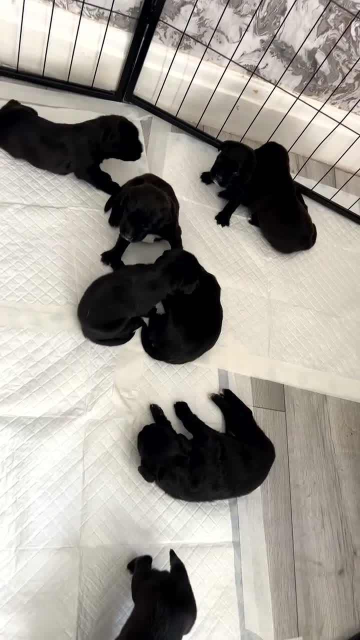 Mixed Breed dogs for sale:  RARE BREED boxador puppies for sale  in Sunderland - Video 1