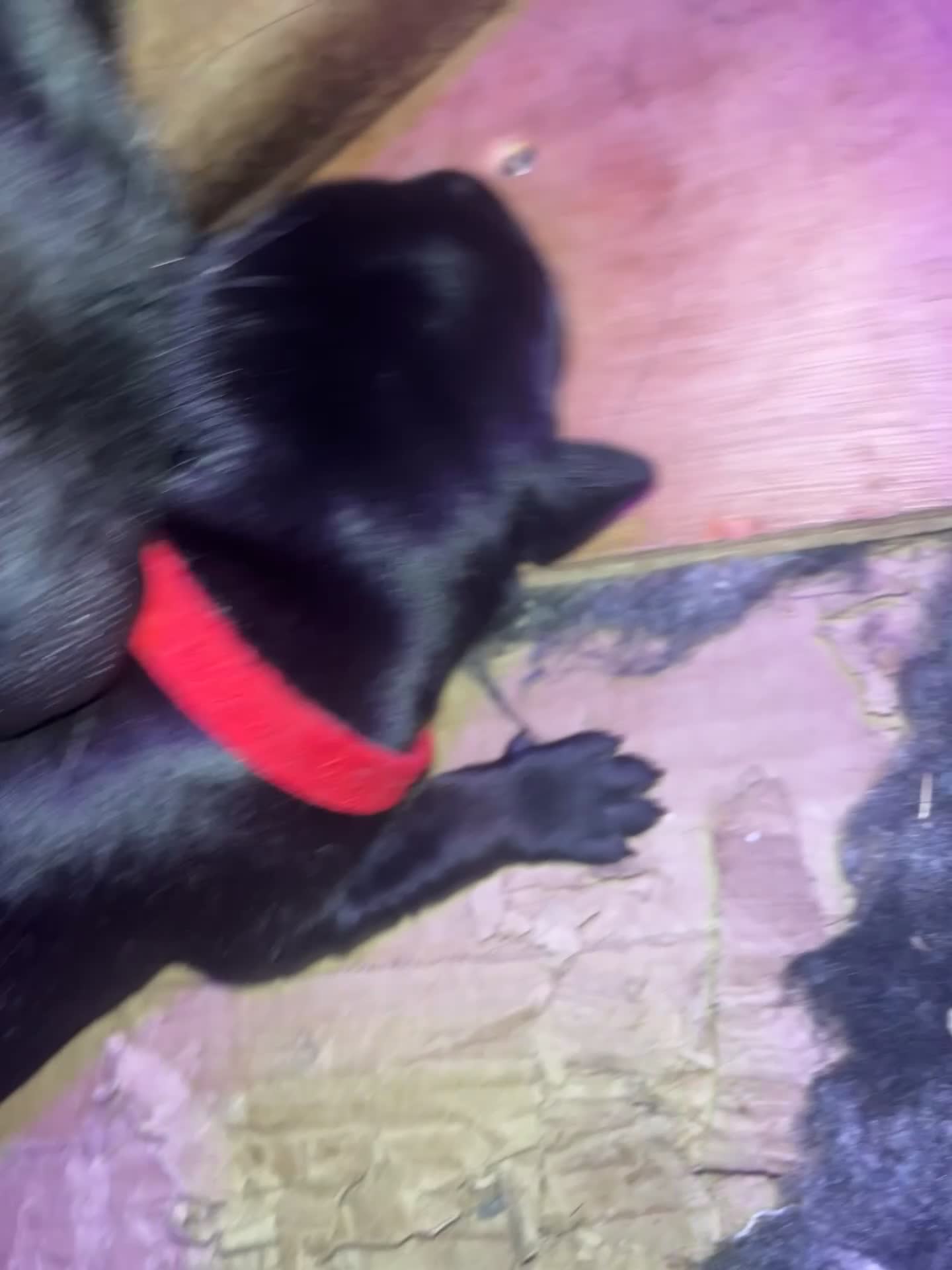 Mixed Breed dogs for sale: Dutch Herder top working lines - Video 3