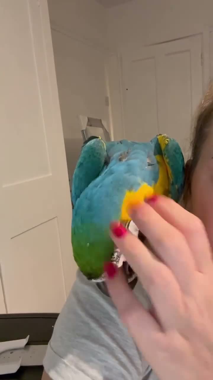 Macaws birds for sale: Tame female - Video 2