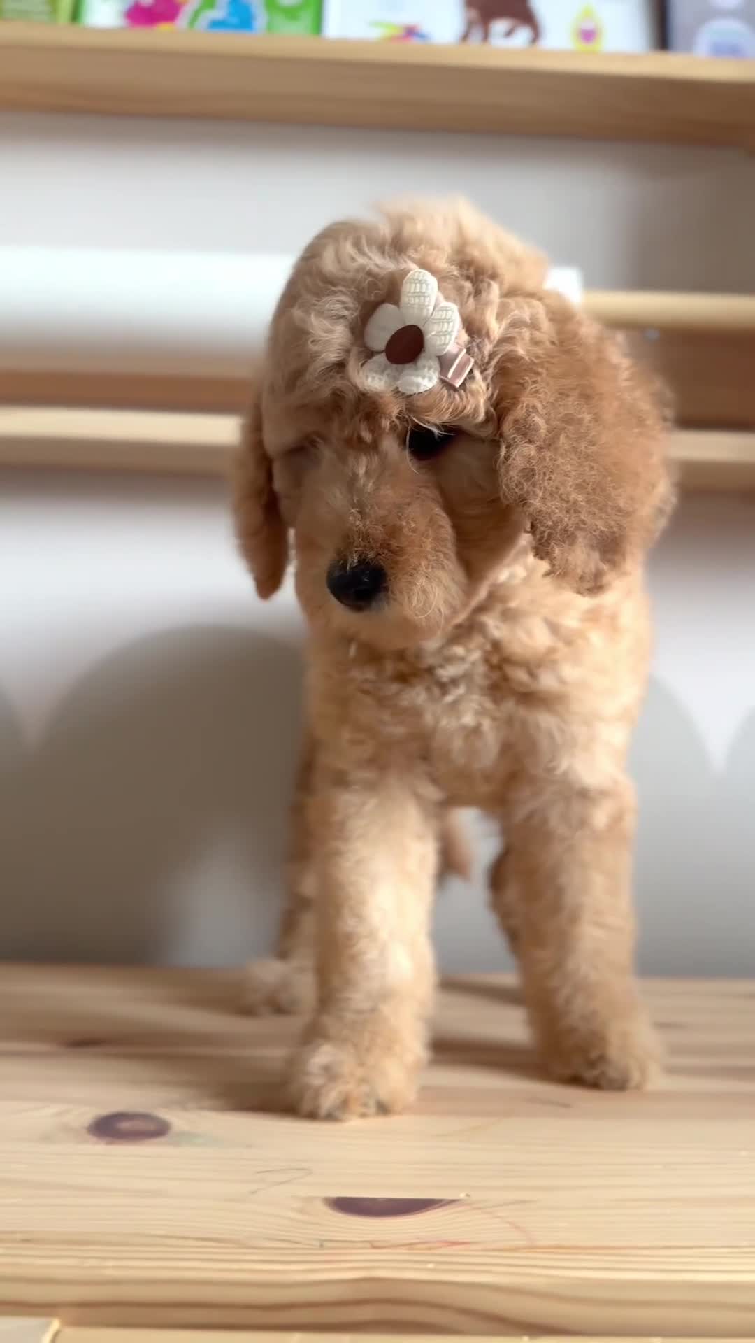 Australian Labradoodle dogs for sale: ‼️ Ready for their forever home ‼️  - Video 4