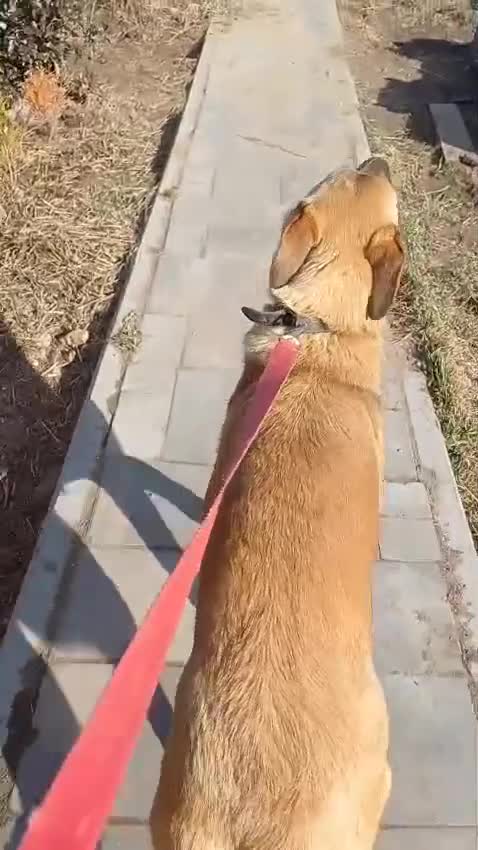 German Shepherd dogs for adoption: Sheila’s Story: Left Alone, Still Waiting for Love - Video 1