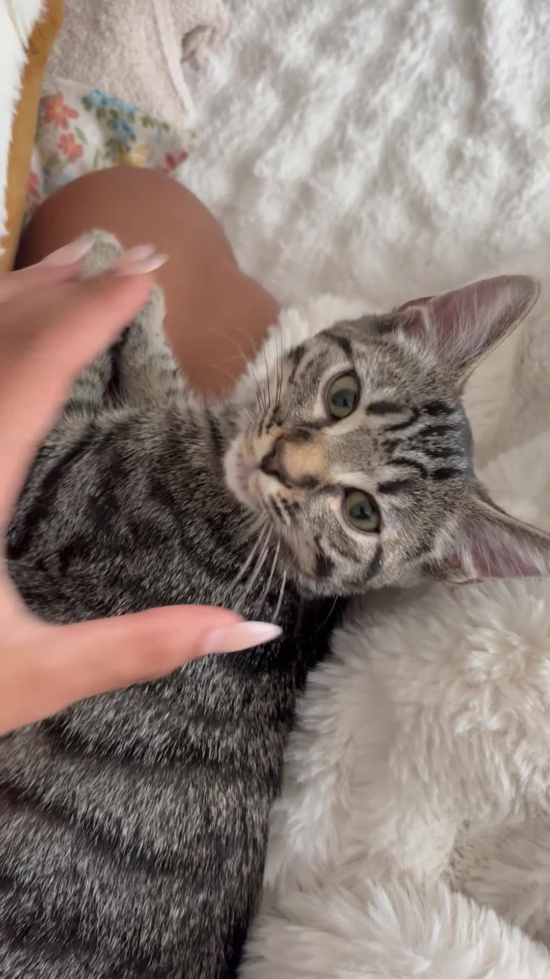 Mixed Breed cats for sale: Friendly female kitten  - Video 1