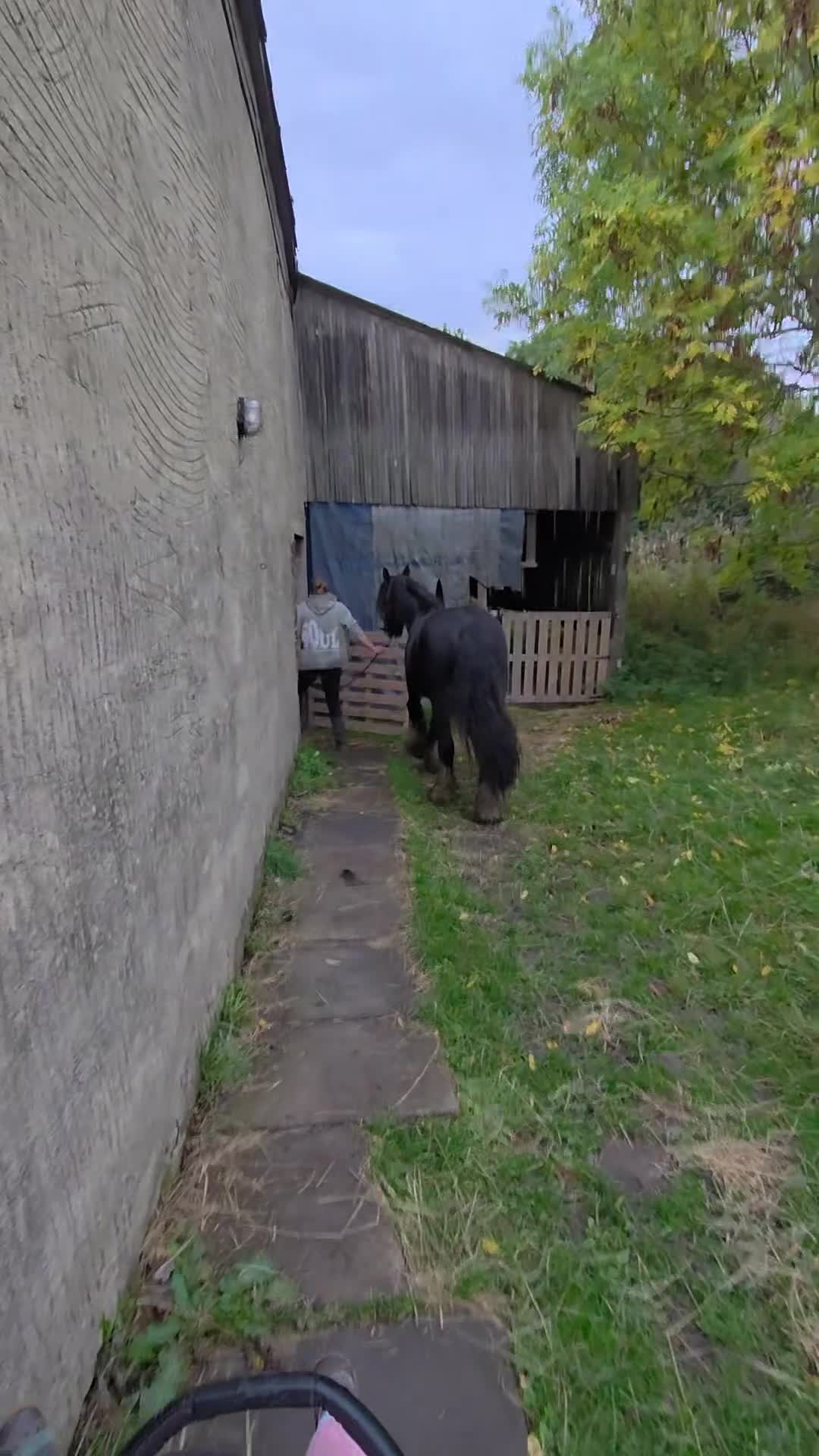 Irish Cob horses for sale: 14,1 Traditional cob mare - Video 2