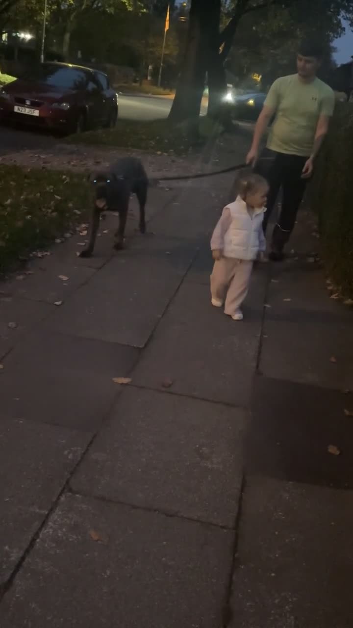 Cane Corso dogs for sale: 12 month old cane corso  - Video 3