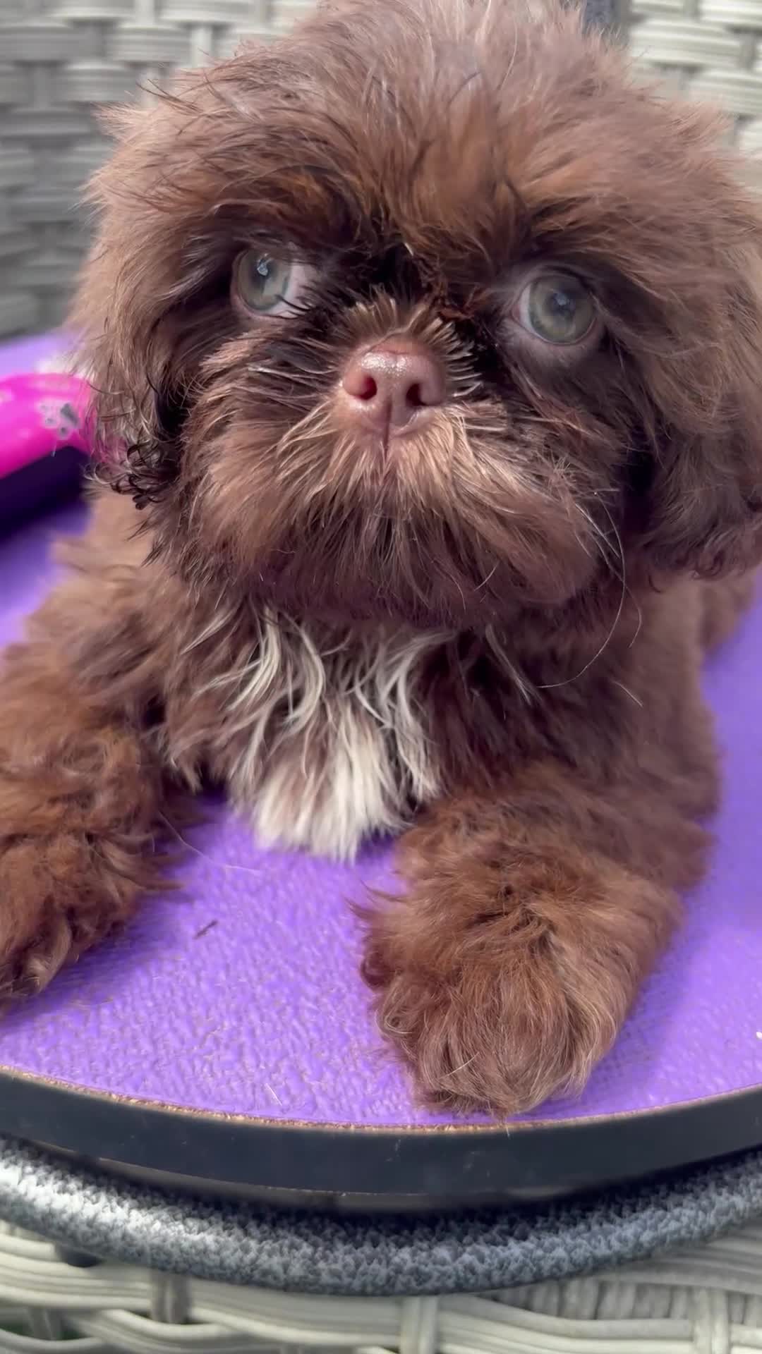 Shih Tzu dogs for sale: Last Boy Ready Now KC & DNA Health Tested - Video 2
