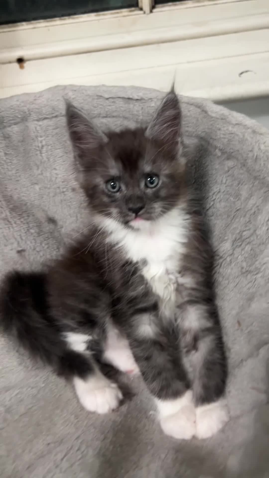 Maine Coon cats for sale: Maine coon Kittens 2 Males for sale, London in London - Video 4