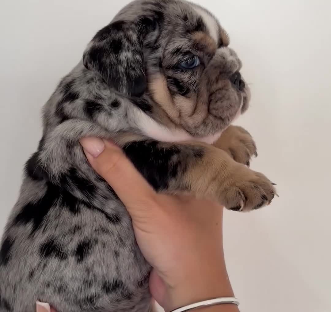 English Bulldog dogs for sale: English bulldog litter  in Atherstone - Video 1