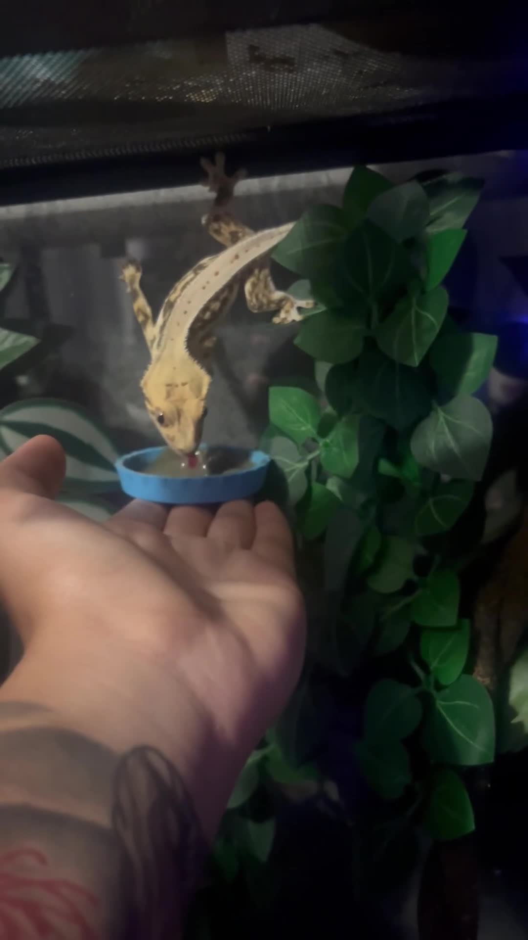 Gecko reptiles for sale: Crested gecko with tank and accessories  - Video 1