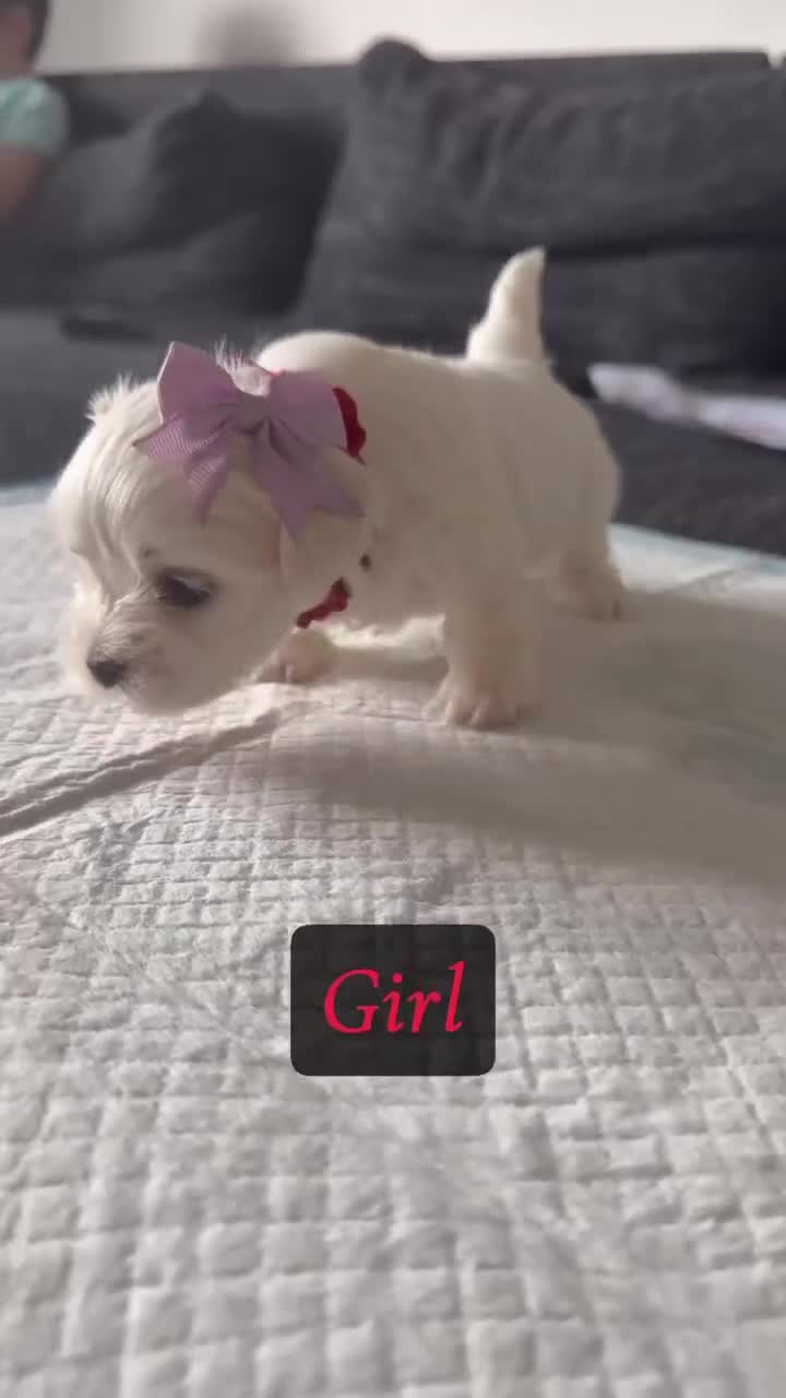 Maltese dogs for sale: Korean maltase puppies for sale  - Video 2