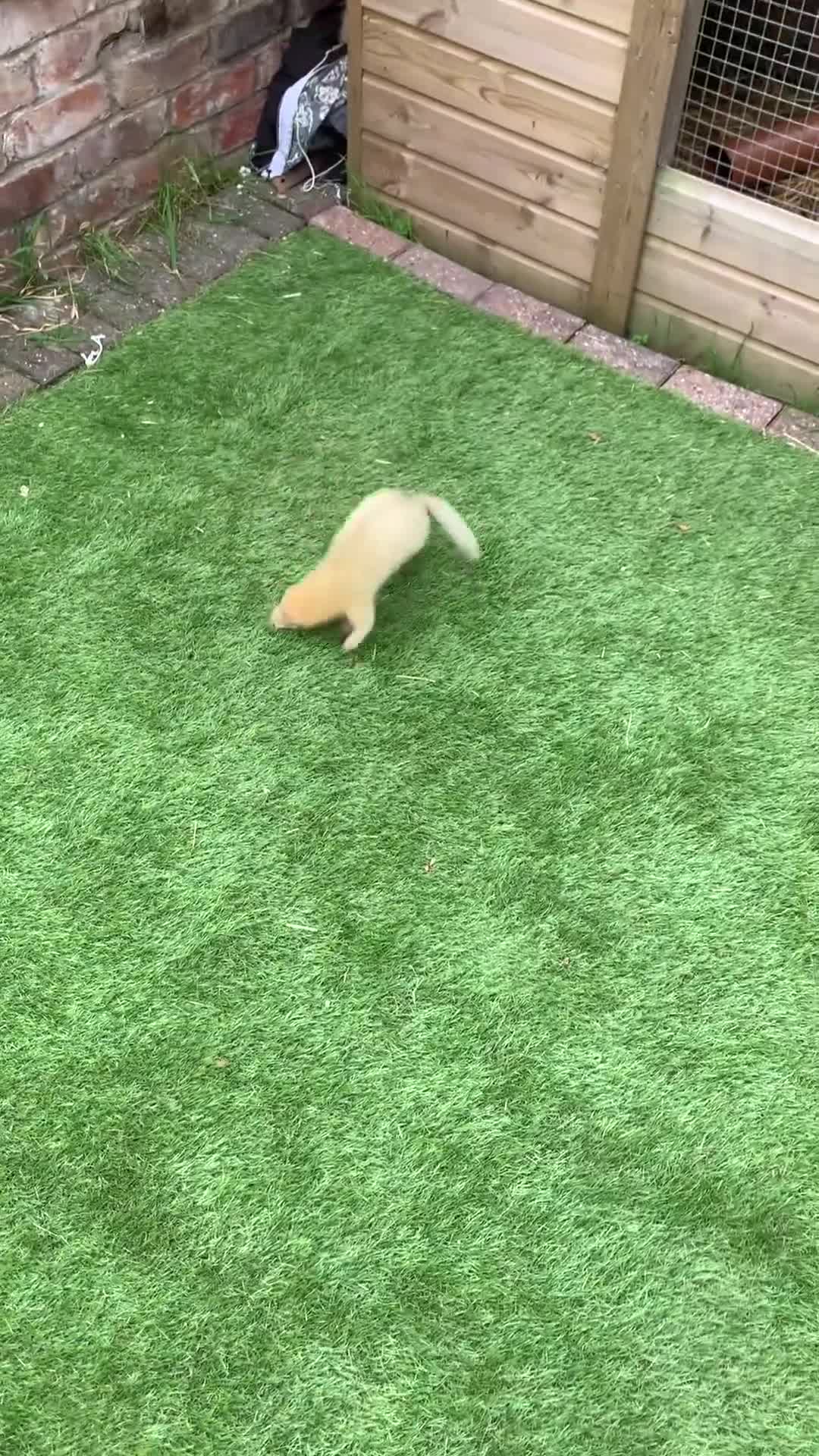 Ferret rodents for sale: Ferret kits and adults of va ages read descr  - Video 1